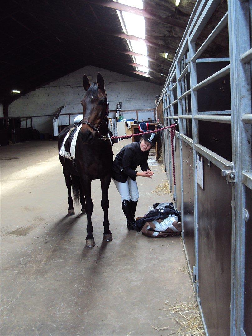 Dansk Varmblod Sun Shine  - deeeeeeeeeejlige hest <3
 billede 19