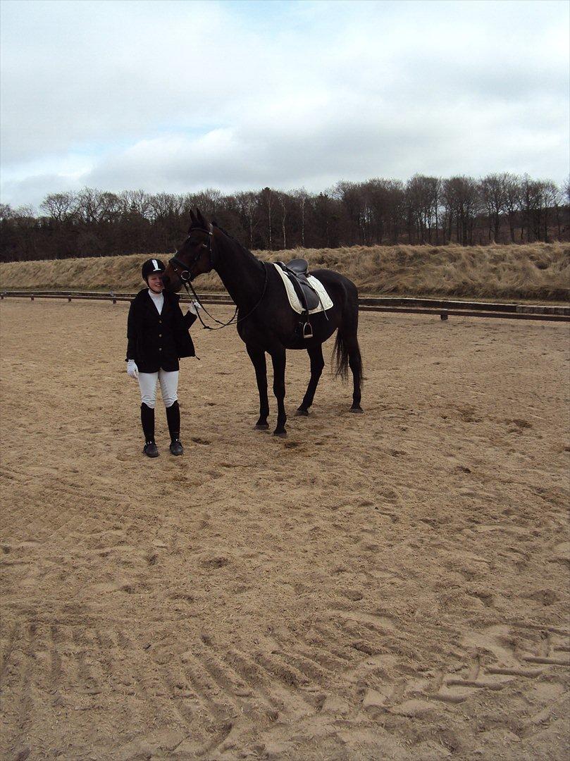 Dansk Varmblod Sun Shine  - lidt opmærksom :-)
 billede 20