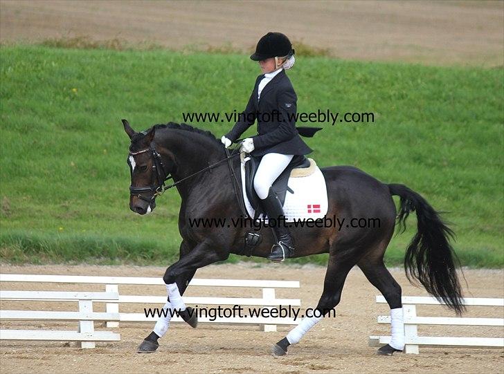 New Forest søndermarkens zidan!<3 *B-PONY* (solgt) - #3# regionscuppen i Rind 1.plads :)
fotograf: Mia Vingtoft  billede 3