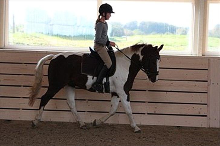 Pinto LA-CHRIS VESTERLUND<3  - Dressur.

Foto: Freja A billede 18