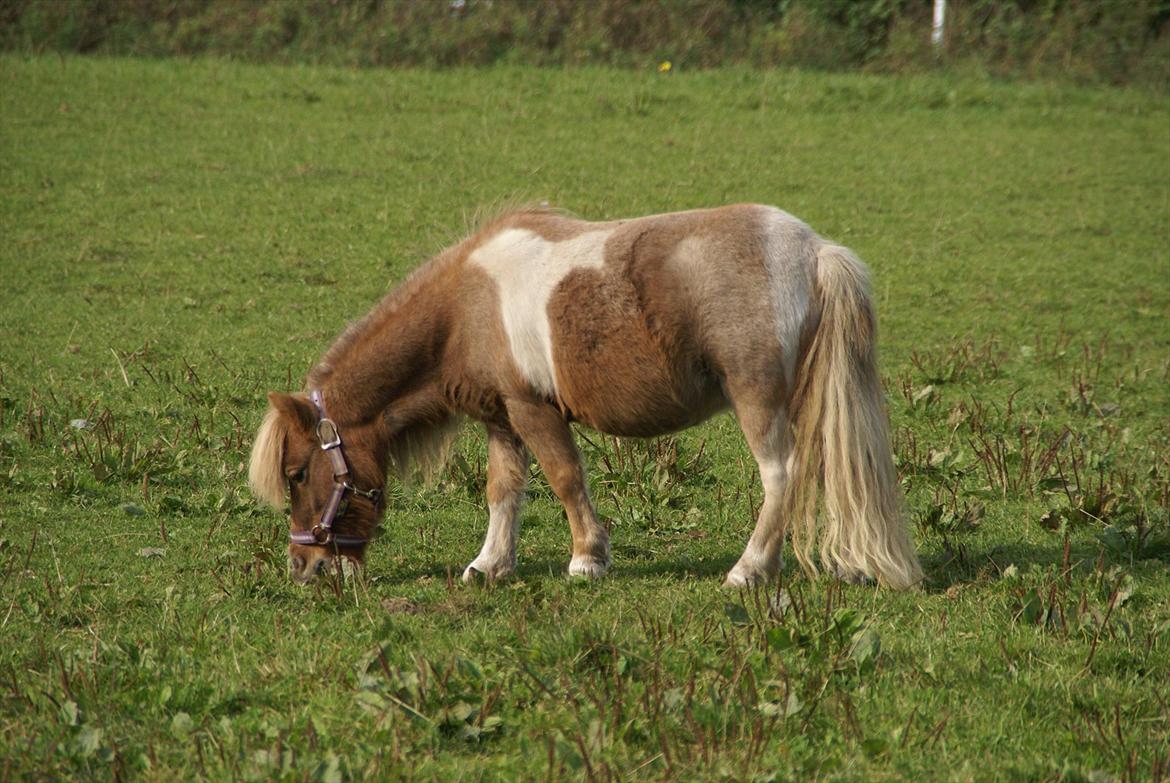 Dansk Miniature Søglimt´s Ziva billede 1
