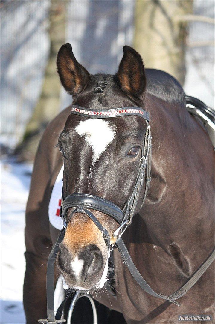 New Forest søndermarkens zidan!<3 *B-PONY* (solgt) - #1# Velkommen til Zidan's Profil.
I er meget velkommen til at se alle billederne og læse om ham nedenfor.<3 og en bedømmelse ville vi sætte stor pris på. :-)
 billede 1