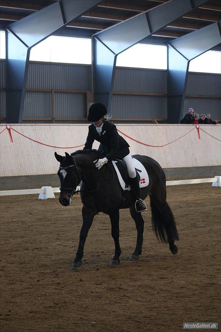 New Forest søndermarkens zidan!<3 *B-PONY* (solgt) - #20# lige redet første stævne så skal man da have en masse ros.
fotograf: Mette Thomsen
Tak fordi i kiggede med :) billede 20