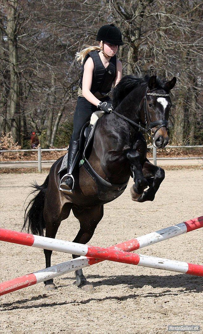 New Forest søndermarkens zidan!<3 *B-PONY* (solgt) - #18# første gang Zidan springer 
fotograf: Mette Thomsen billede 18