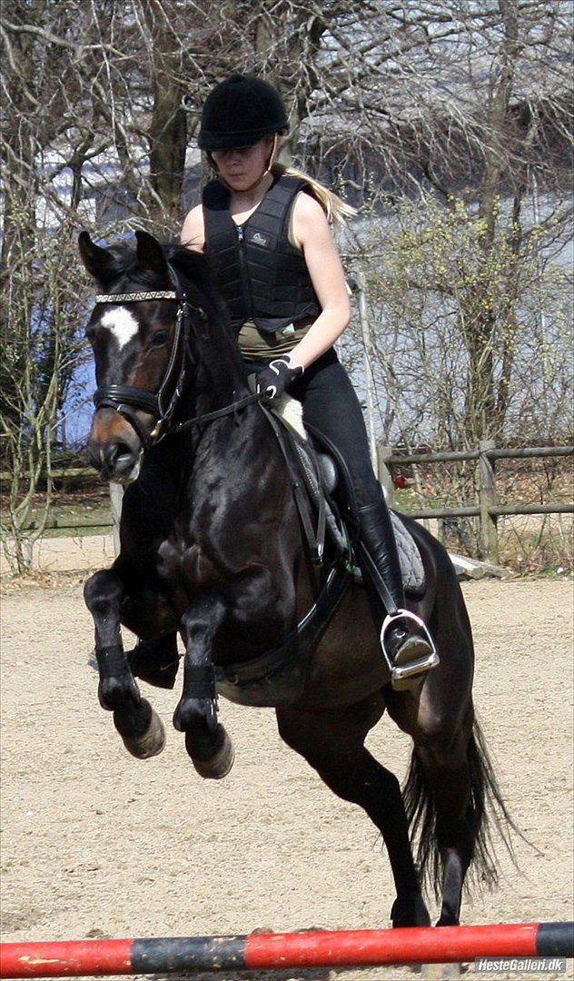 New Forest søndermarkens zidan!<3 *B-PONY* (solgt) - #17# første gang Zidan springer
fotograf: Mette Thomsen  billede 17