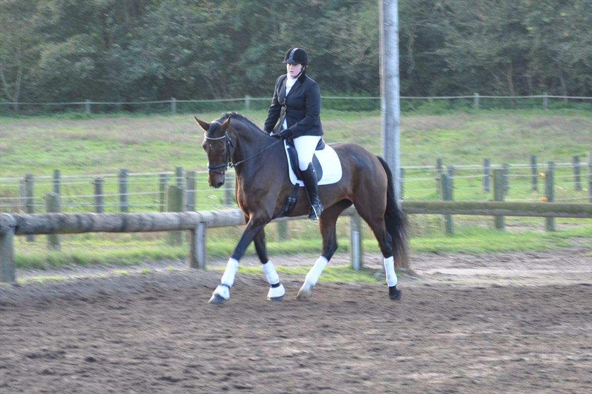Holstener Wajes Capice (Følle) - Dressur stævne på bellinge rideklub d. 08.10.11. Opvarmning. billede 19