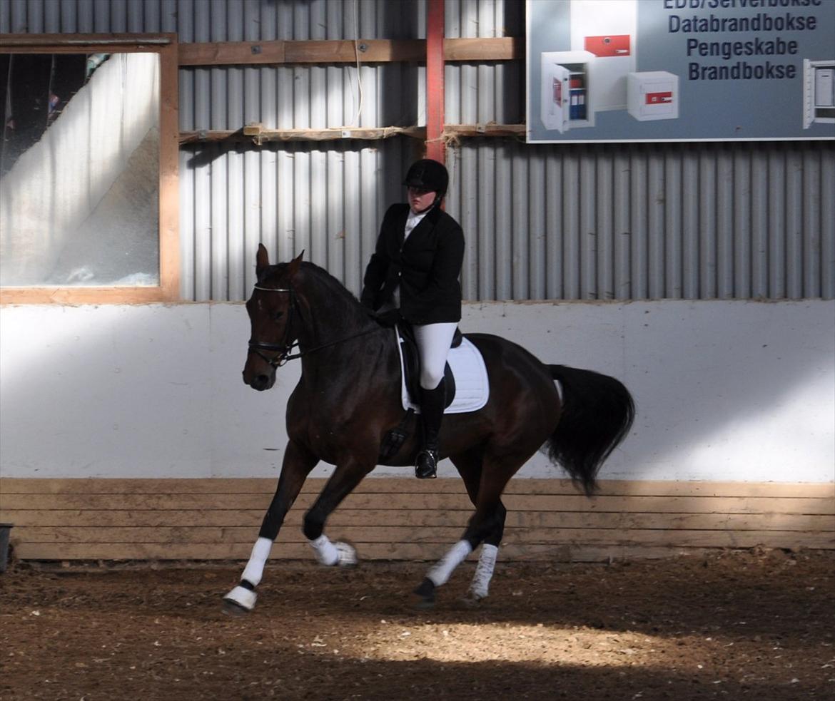 Holstener Wajes Capice (Følle) - Dressur stævne på Bellinge rideklub d. 08.10.11. LC1. Red til 65,41. og det blev til en 3 plads.  billede 20