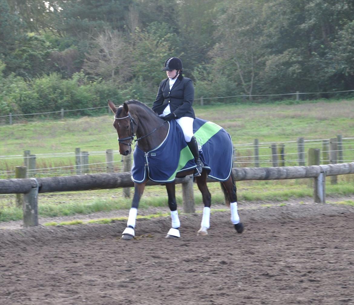 Holstener Wajes Capice (Følle) - Dressur stævne på Bellinge rideklub d. 08.10.11. Opvarmning. billede 18