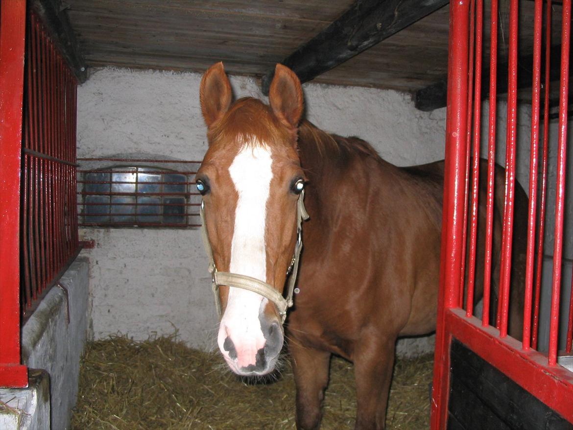 Dansk Varmblod Pegasus - Pegasus i den gamle boks. billede 11