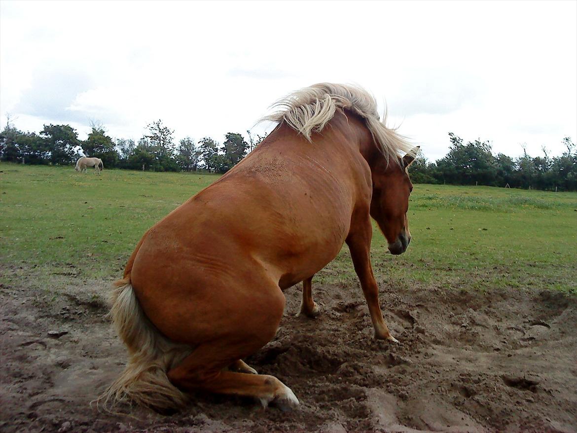 Islænder Katla van de Loekshamhoeve billede 18