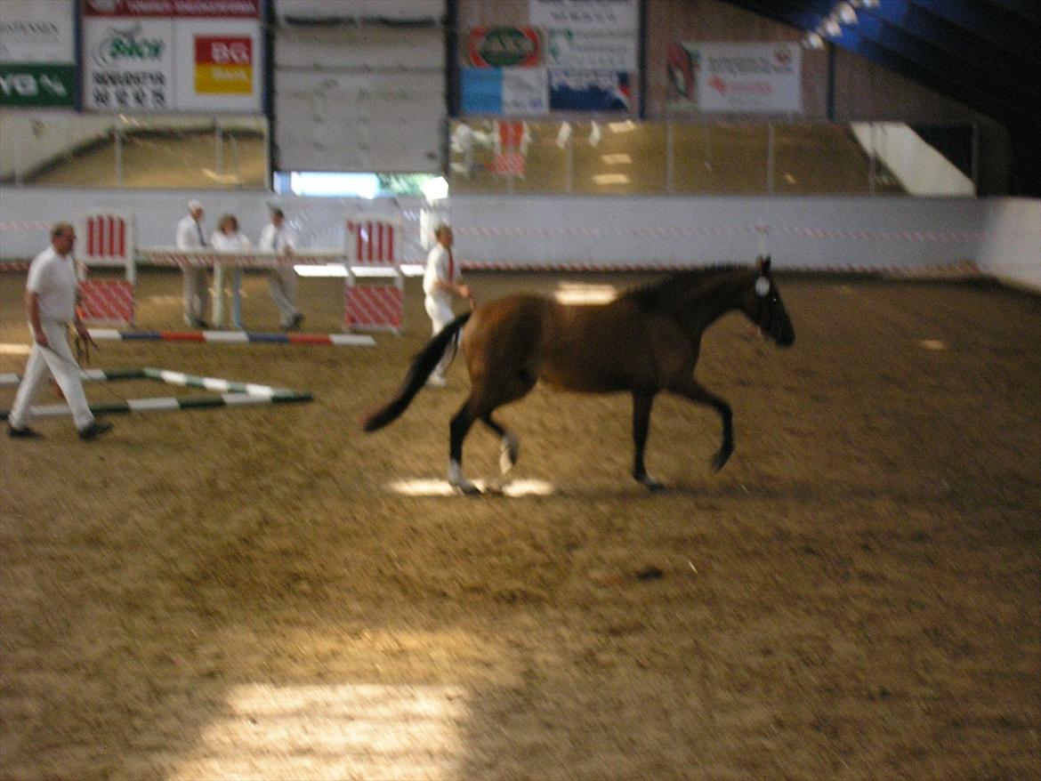 Trakehner Papaya Runehøj billede 5