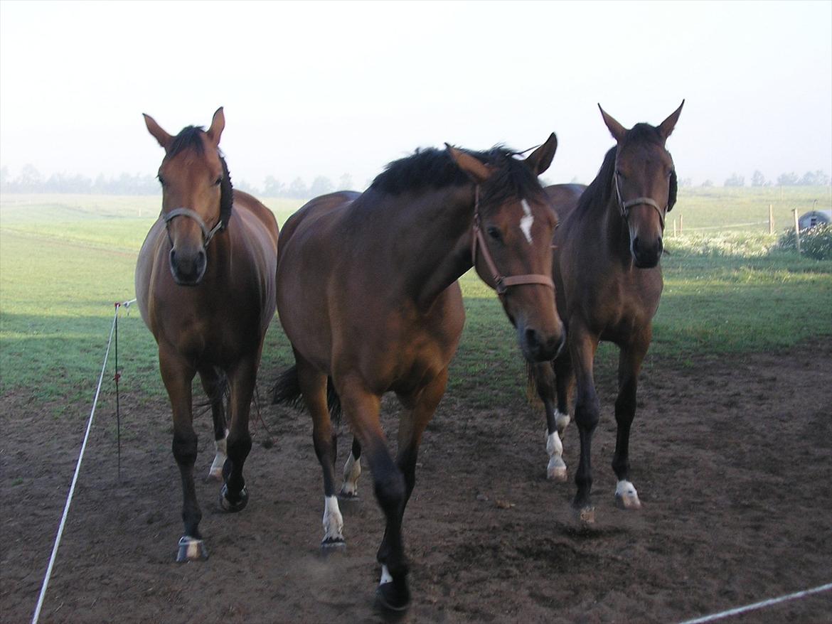 Trakehner Papaya Runehøj billede 6