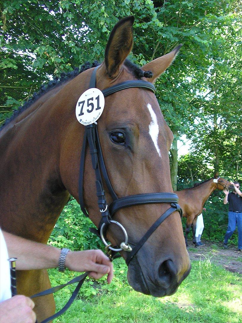 Trakehner Papaya Runehøj billede 7