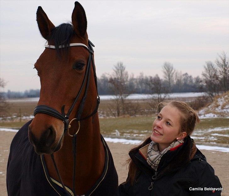 Dansk Varmblod Fældgårdens Dia-Lou billede 3
