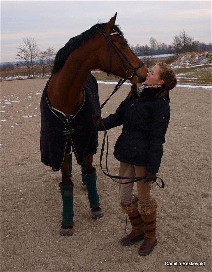 Dansk Varmblod Fældgårdens Dia-Lou billede 4