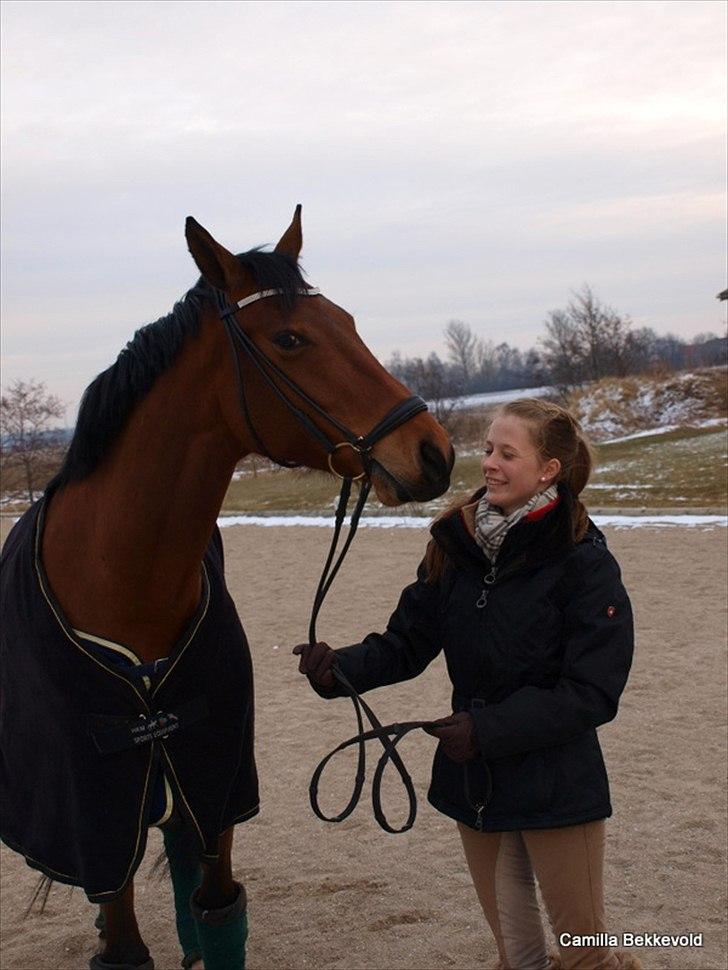 Dansk Varmblod Fældgårdens Dia-Lou billede 5