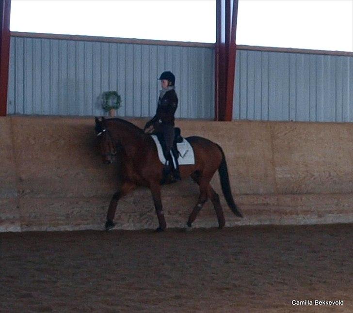 Dansk Varmblod Fældgårdens Dia-Lou billede 6