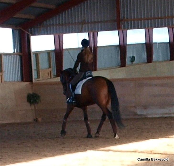 Dansk Varmblod Fældgårdens Dia-Lou billede 7