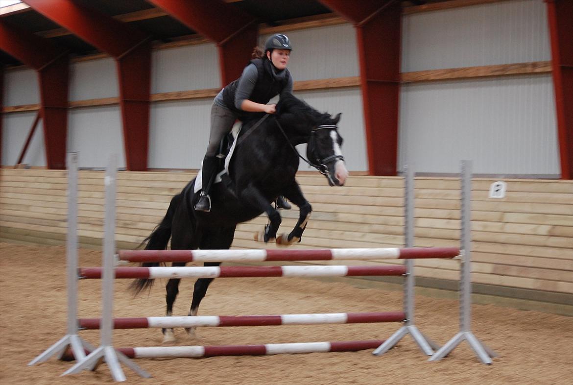 Hollandsk Varmblod Adisson - Sorry kvaliteten.. Springning 19. okt. 2011. .Fotograf: Line Gaarde billede 14