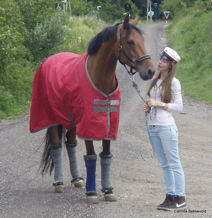 Dansk Varmblod Fældgårdens Dia-Lou billede 8
