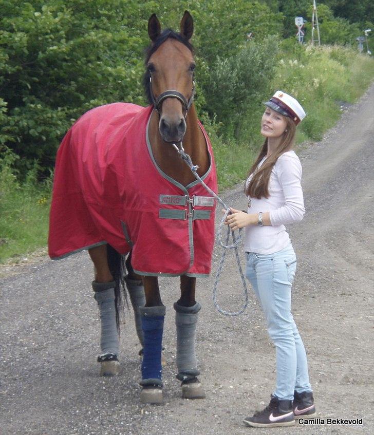 Dansk Varmblod Fældgårdens Dia-Lou billede 9