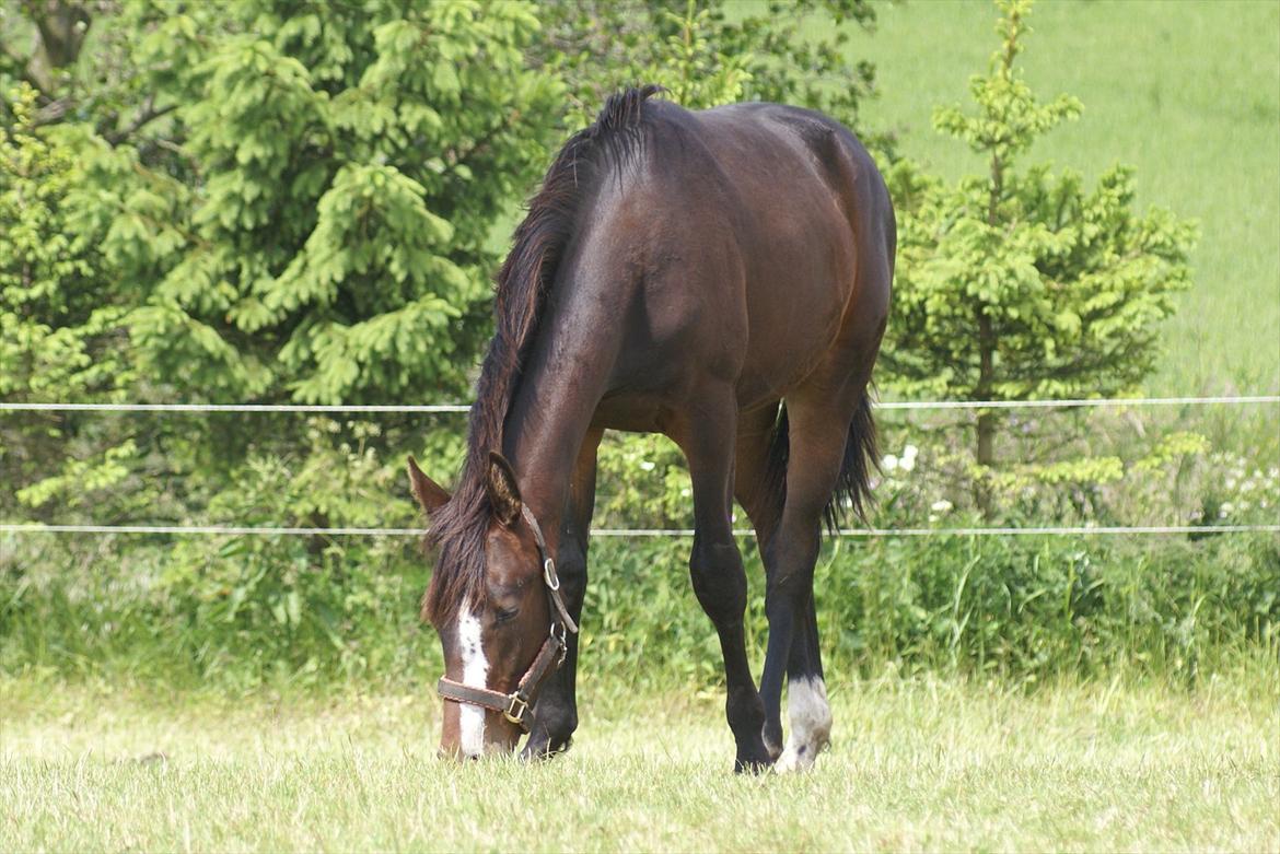 Dansk Varmblod Perfect Hour - Sommer 2010 billede 13