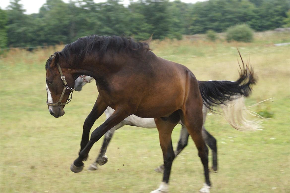Dansk Varmblod Perfect Hour - Jihaa, se hvad jeg kan...er nærmest en rodeohest  :) billede 15