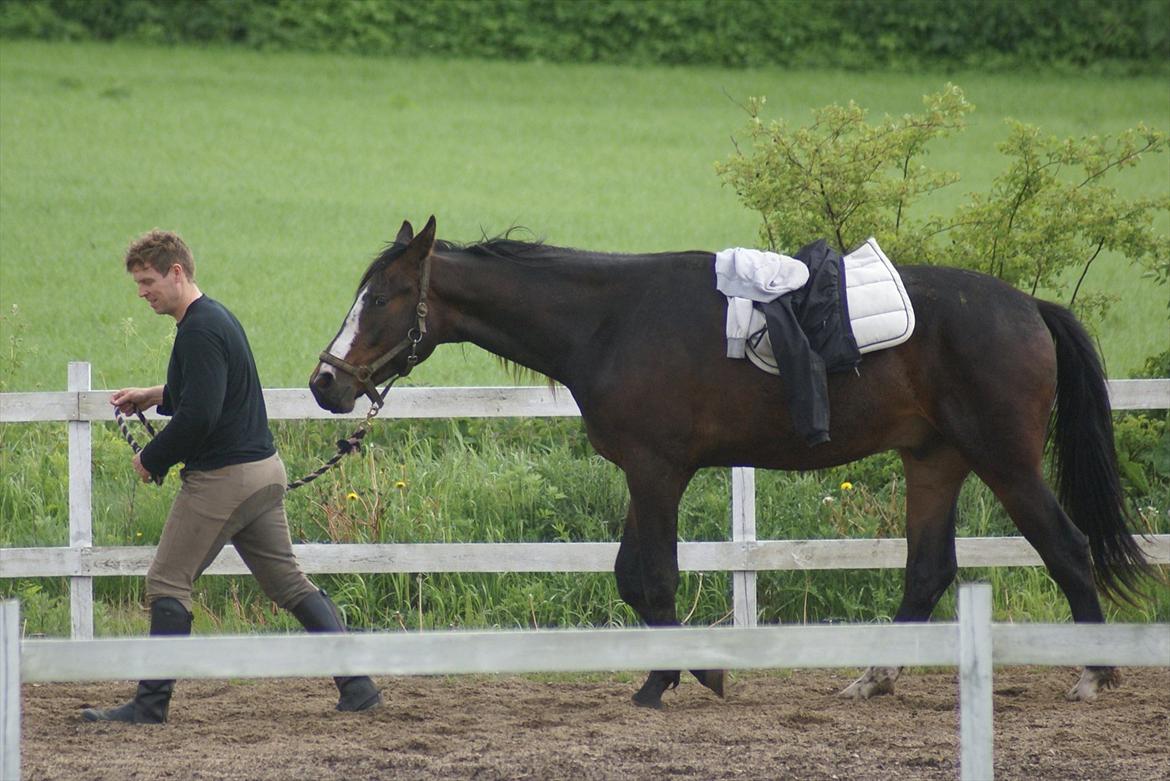 Dansk Varmblod Perfect Hour - Thomas siger jeg skal prøve at have noget på ryggen for at vænne mig til det..det er nu ikk noget særligt.. billede 16