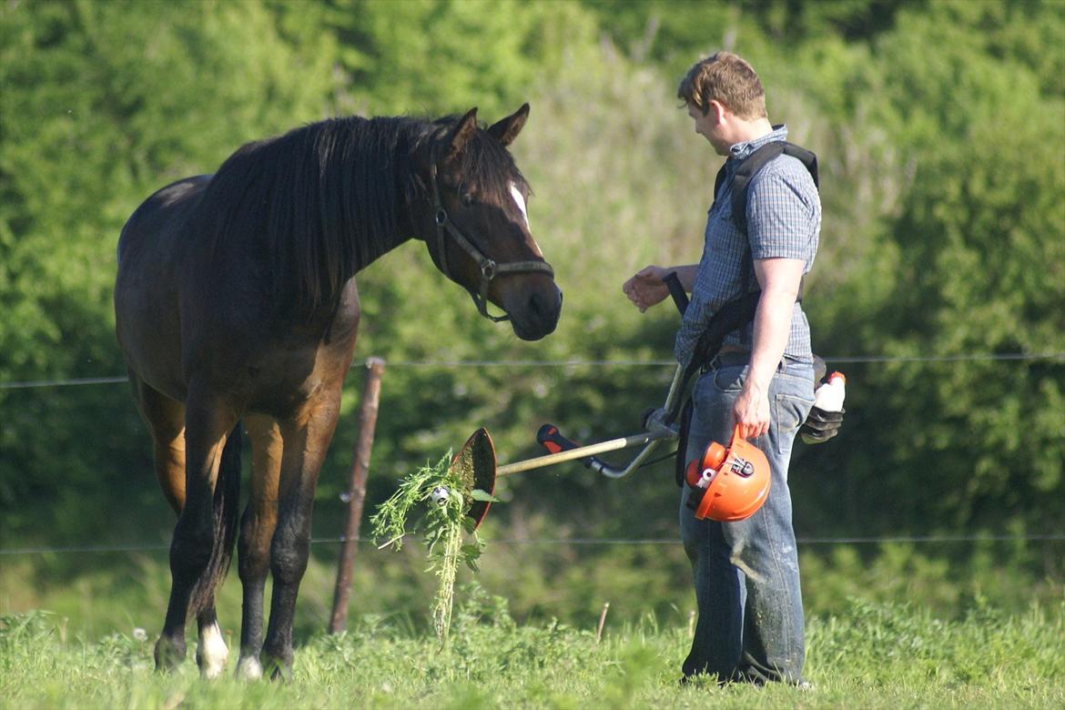 Dansk Varmblod Perfect Hour - Spøjs ting Thomas står med...mon den kan spises? billede 17