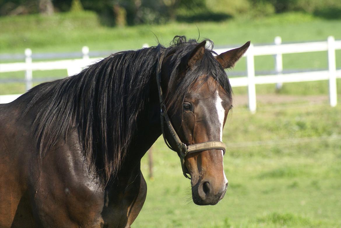 Dansk Varmblod Perfect Hour - ahhh...dejligt sommer dag i 2010 billede 18