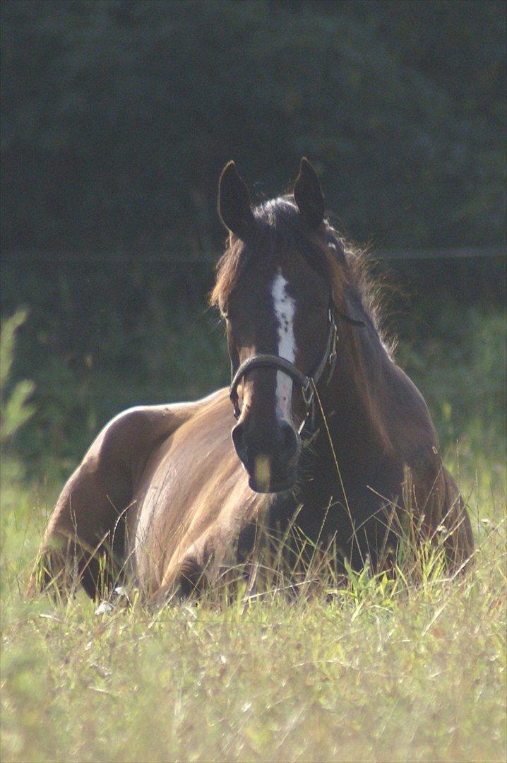 Dansk Varmblod Perfect Hour - gaab..hvorfor kommer Rikke så tidligt ud på folden, jeg er jo ikke stået op endnu? billede 19