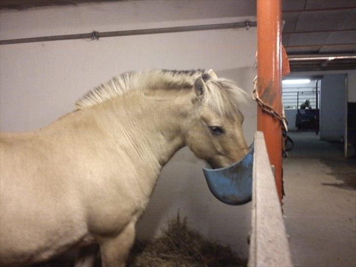 Fjordhest Buller billede 10