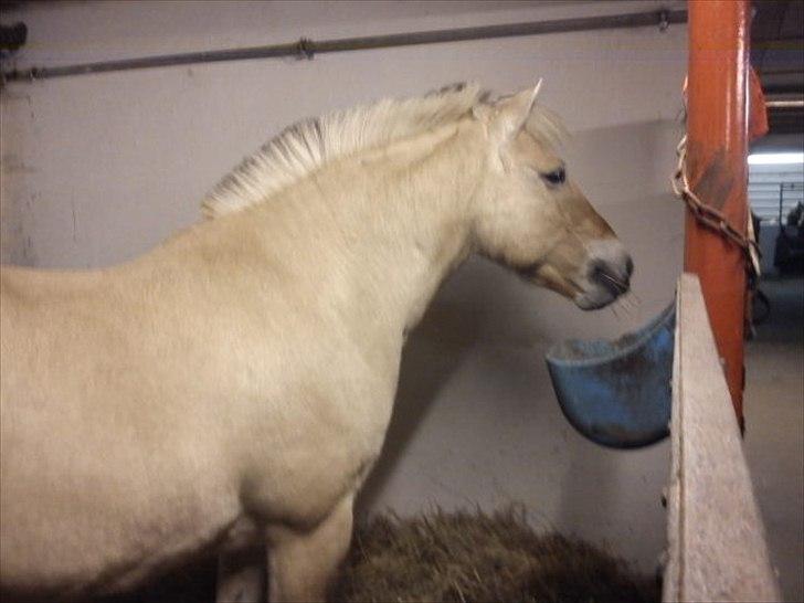 Fjordhest Buller billede 11