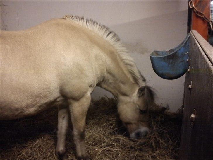 Fjordhest Buller billede 17