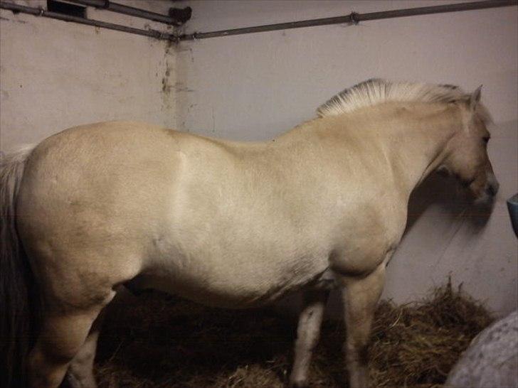 Fjordhest Buller billede 13