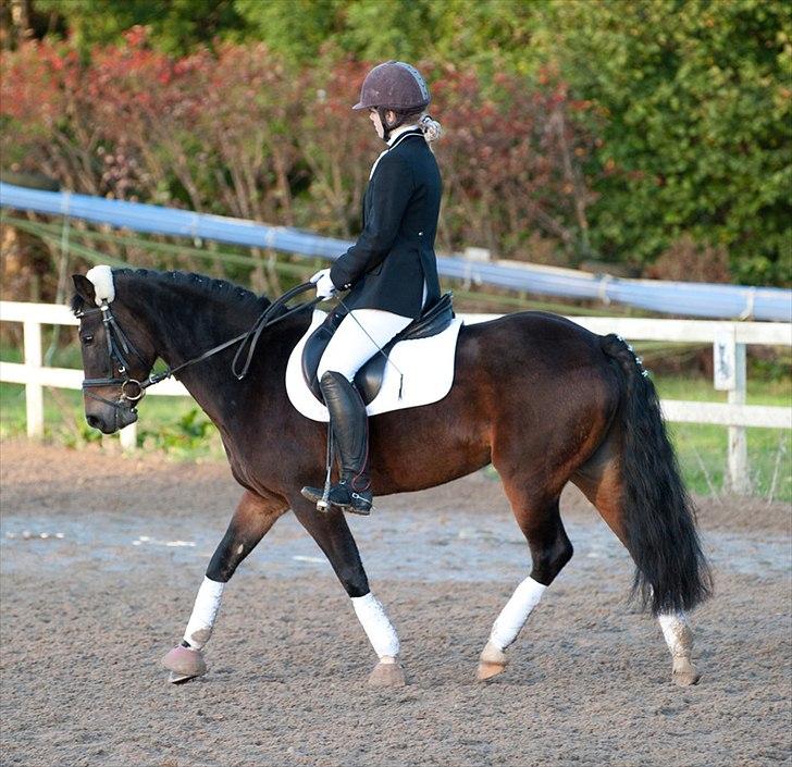 New Forest Feldholm's Penny - Når jeg siger jeg elsker dig, siger jeg det ikke fordi det er en vane. Jeg siger det simpelthen for at minde dig om, at du er noget af det bedste der er sket for mig.<3<3 billede 7