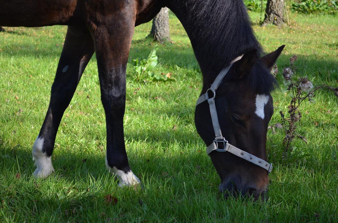 New Forest Feldholm's Penny - I'm nowhere, if i'm here - without you.<3 billede 10