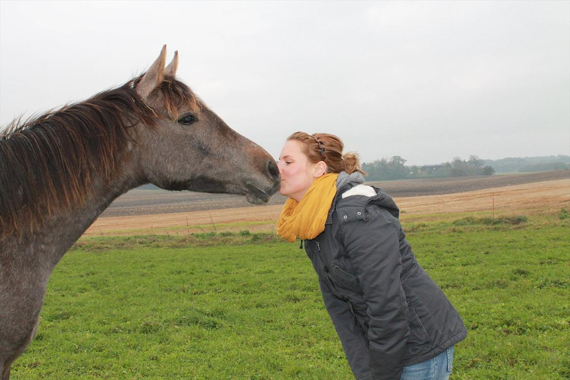Anden særlig race SG Dusty Dakota - Oktober 2011 <3  billede 3