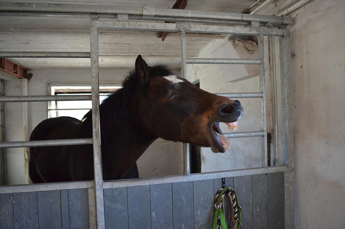 New Forest Feldholm's Penny - Lad være med at efterlign andre - Stå ved dig selv, og vær original. billede 18