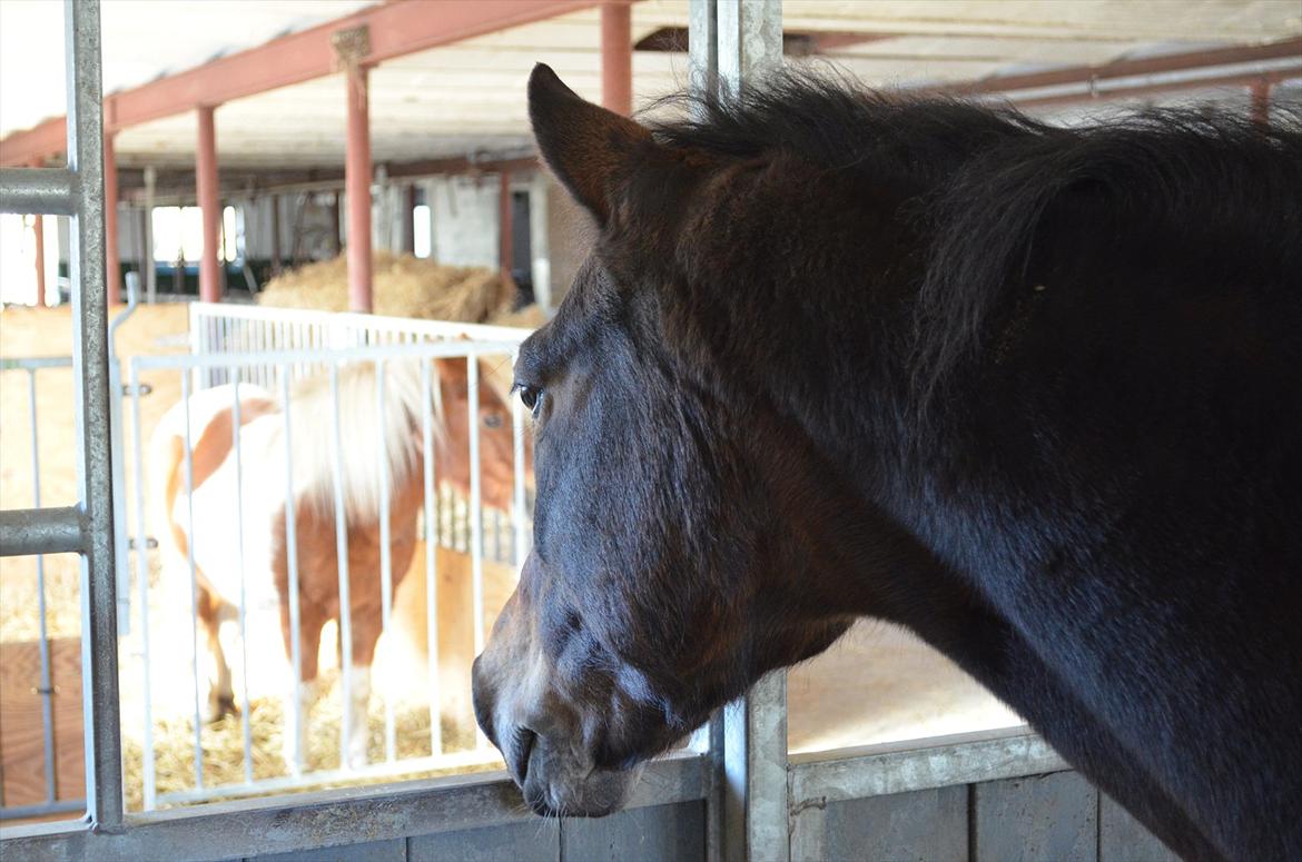 New Forest Feldholm's Penny - Vælg ikke den du kan lide frem for den du elsker. For den du kan lide, vil vælge den hun elsker, frem for dig. billede 6