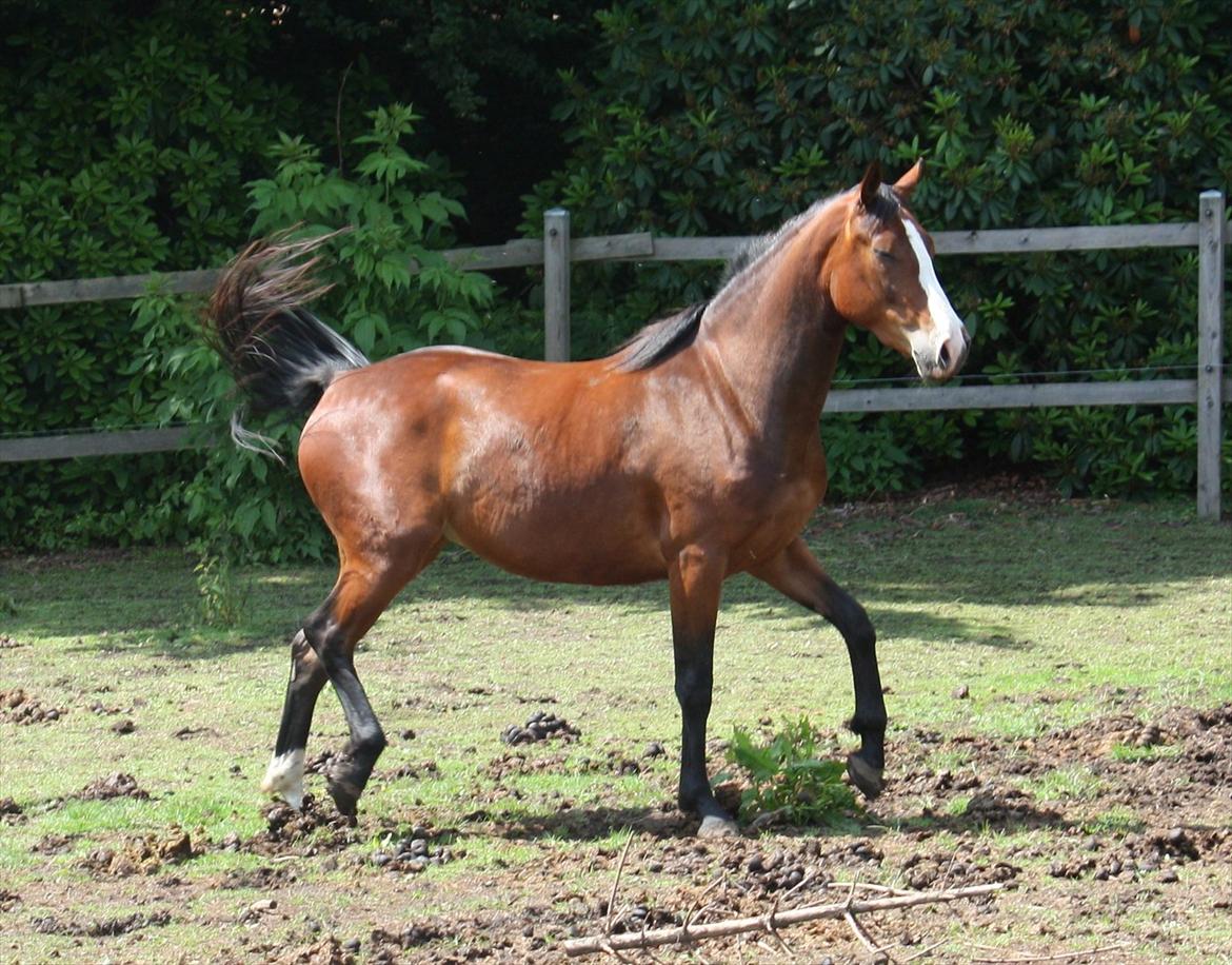 Oldenborg Phoebe de Ville - 3 år billede 1