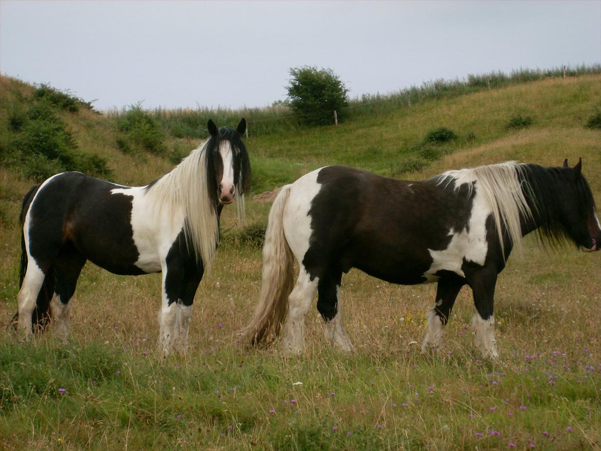 Tinker Fjordgaardens Miss Molly - Molly til venstre - Cody til højre billede 15