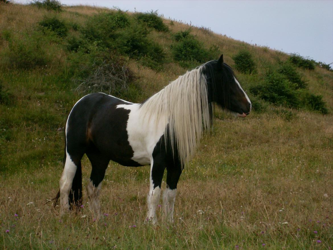 Tinker Fjordgaardens Miss Molly - 2010 billede 16