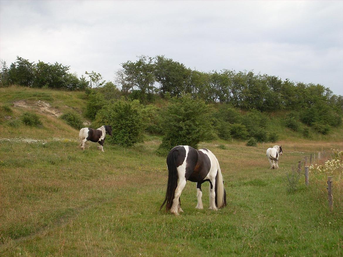 Tinker Fjordgaardens Miss Molly - Molly forrest billede 17