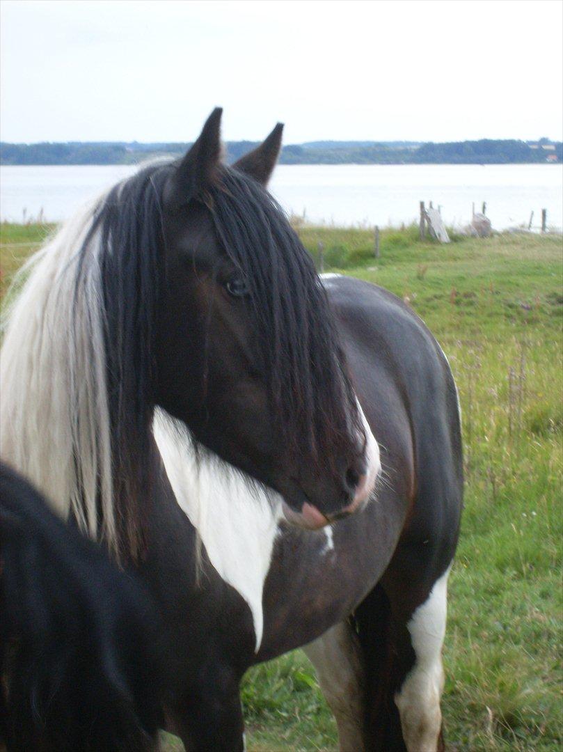 Tinker Fjordgaardens Miss Molly billede 18