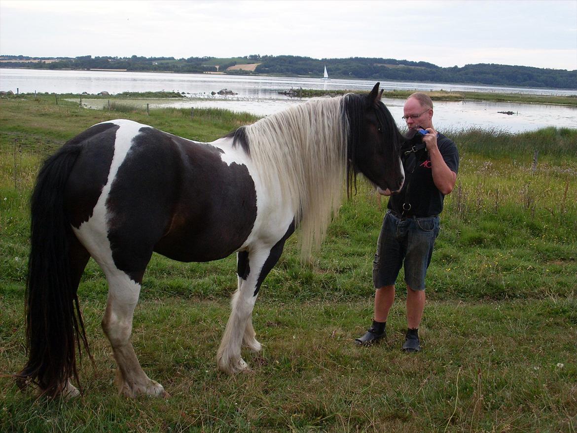 Tinker Fjordgaardens Miss Molly billede 19