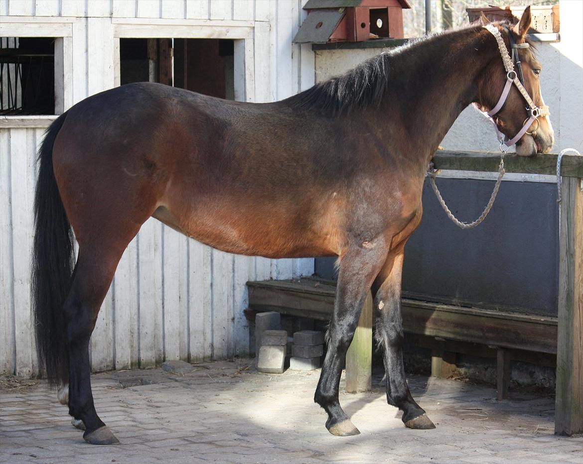 Oldenborg Phoebe de Ville - knap 3 år - da vi stadig regnede med at stille til kåring 2011 billede 2