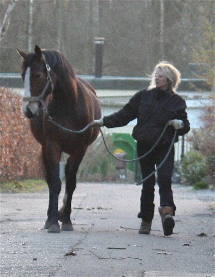 Oldenborg Phoebe de Ville - mønstringstræning  - lær at følge mors fodspor under løs tøjle billede 3