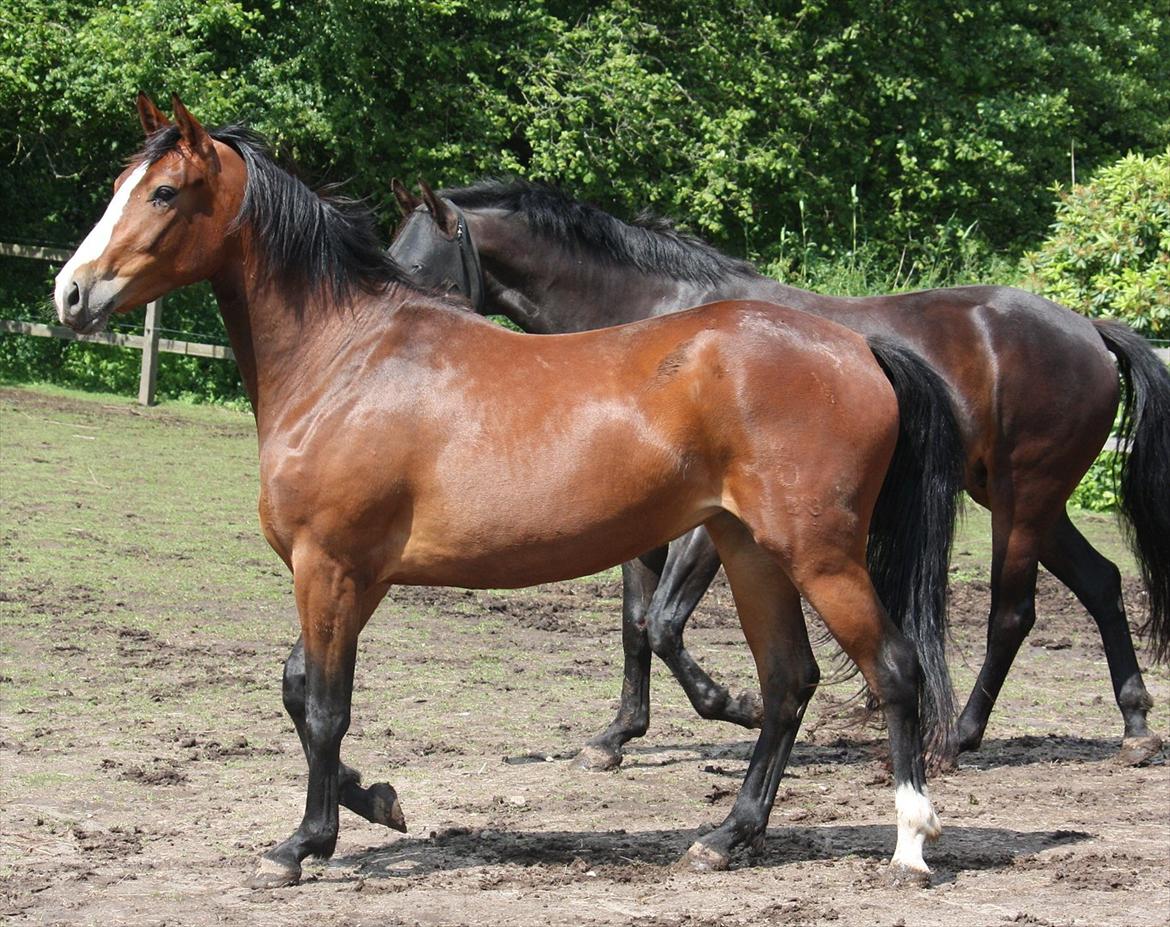 Oldenborg Phoebe de Ville - næsten stilstand - 3 år billede 6