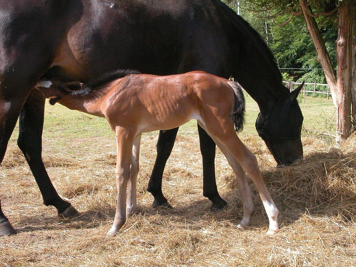 Oldenborg Phoebe de Ville - nyfødt og sulten billede 9